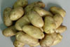 壩上土豆